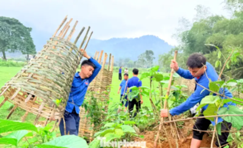 Tuổi Trẻ Nghệ An Hưởng Ứng Tết Trồng Cây, Gieo Mầm Xanh Cho Quê Hương