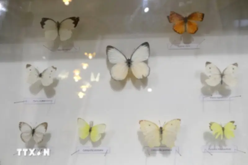 Không gian trưng bày độc đáo về côn trùng, thực vật quý hiếm tại Đại học Đà Lạt