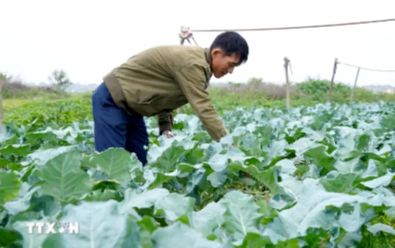 Vựa Rau Lớn Quảng Trị Được Doanh Nghiệp Thu Mua Với Giá Cao