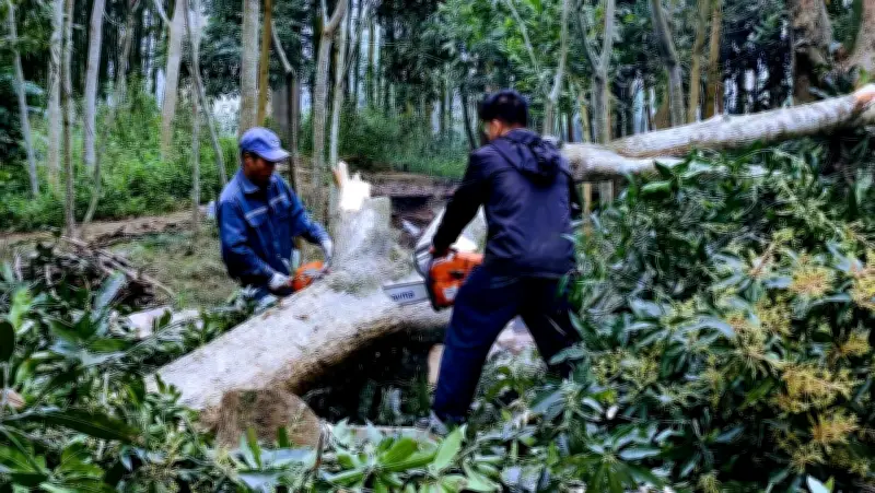 Sơn Tràng Văn Bàn: Những Người Lặng Lẽ Hạ Cây, Giữ Nhịp Sống Phố Núi