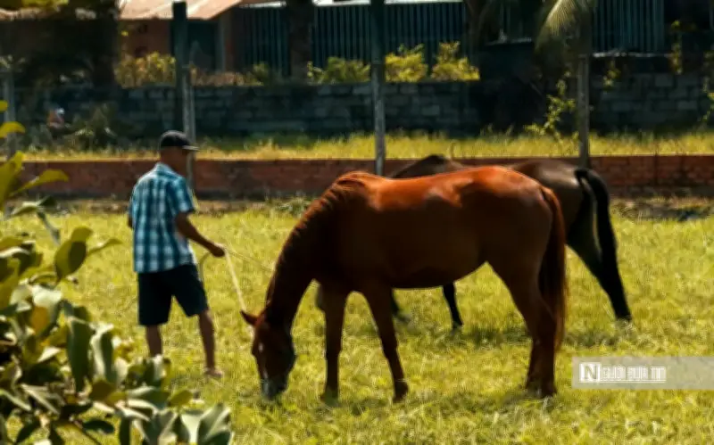 Vang bóng 'thủ phủ ngựa đua' Đức Hòa: Ký ức vàng son của miền Nam