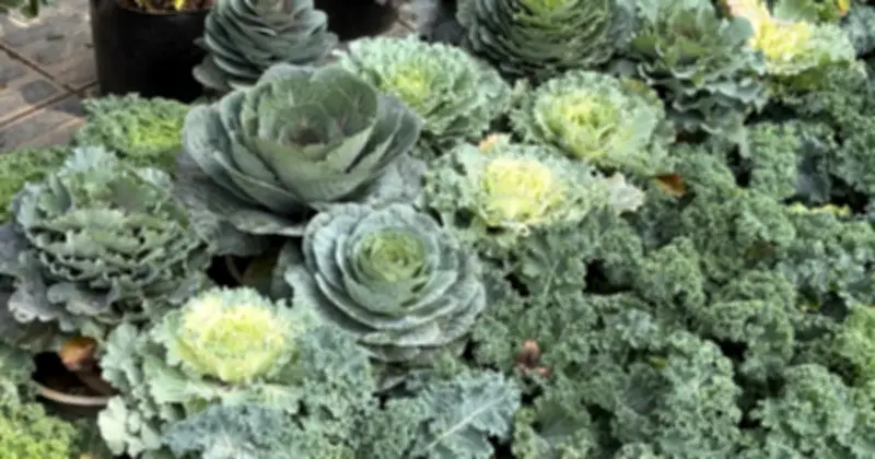 Rau Cải Biến Hóa Thành Cây Cảnh Độc Lạ, Hút Khách Dịp Tết Bính Ngọ 2026