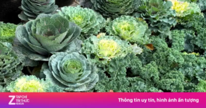Rau cải biến hình thành cây cảnh Tết độc đáo, giá rẻ hút khách tại Hà Nội