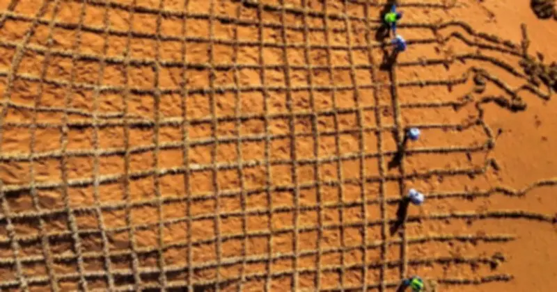 Vi khuẩn lam biến cát sa mạc thành đất màu mỡ trong 16 tháng