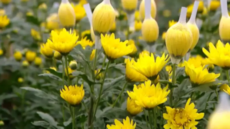 Sắc Xuân Rộn Ràng Trên Những Cánh Đồng Hoa Tây Tứu