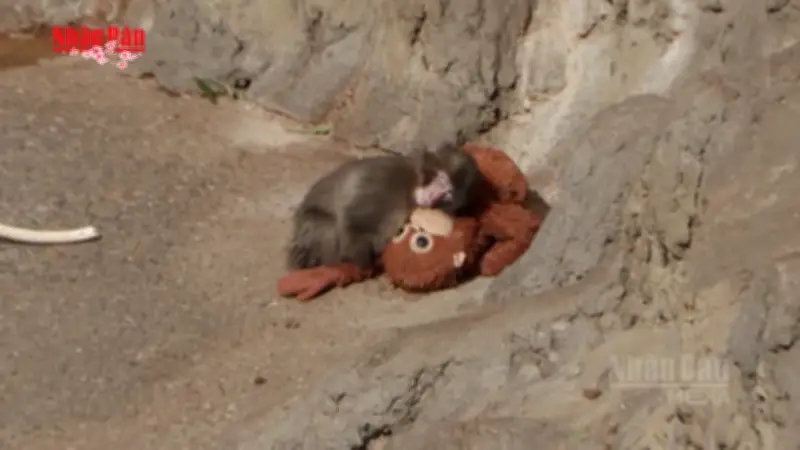 Video chú khỉ mở cửa và mẹ thú bồng con gây sốt mạng xã hội