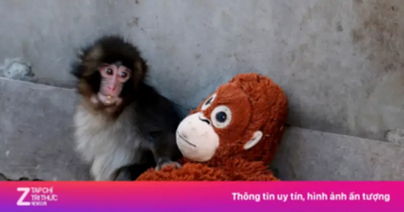 Video Gây Sốt: Khi Punch Như Hình Với Bóng Ôm Đuôi Ươi Nhồi Bóng