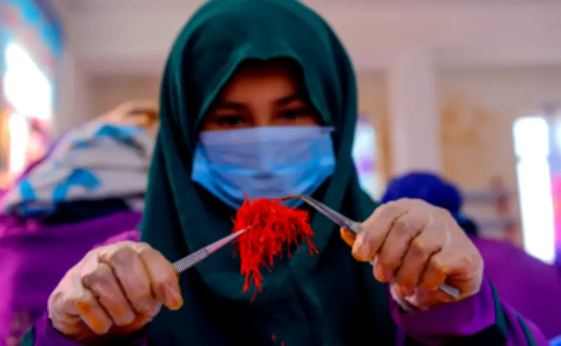 Video gây xúc động: Ngành sản xuất vàng đỏ tạo việc làm cho phụ nữ Afghanistan