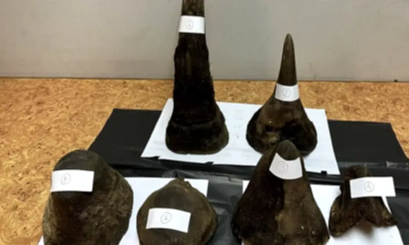 Người Việt bị bắt tại Thái Lan vì vận chuyển 12 kg sừng tê giác bất hợp pháp