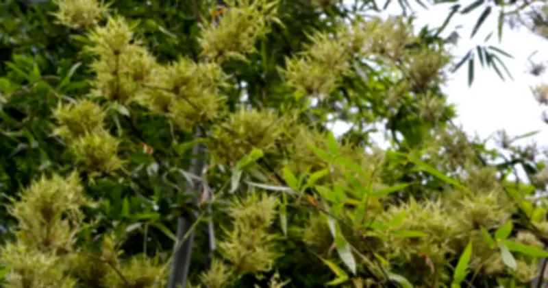 Ngành quế Việt Nam lập kỷ lục xuất khẩu năm 2025 với 300 triệu USD