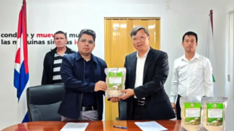 Việt Nam Bàn Giao 250 Tấn Gạo Trồng Tại Cuba, Khẳng Định Hợp Tác Nông Nghiệp Bền Vững