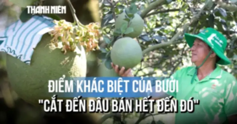 Vườn bưởi da xanh trên đất phèn TP.HCM: Cận Tết, nhà vườn tất bật thu hoạch