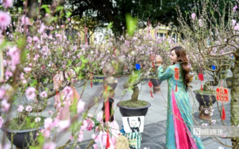 Vườn hoa Lý Thái Tổ rực rỡ sắc đào đón Tết Bính Ngọ 2026