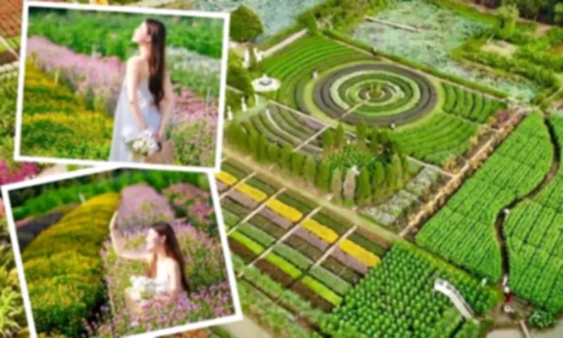 Vườn Hoa Mãn Đình Hồng: Điểm Check-in Rực Rỡ Cho Giới Trẻ Miền Tây Dịp Tết 2026