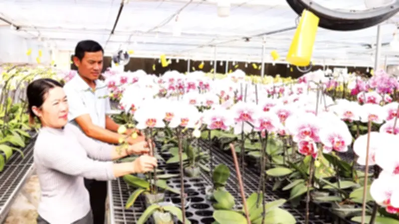 Vườn hoa trên mây Sa Mù: Hành trình biến vùng sương lạnh thành điểm sáng nông nghiệp công nghệ cao