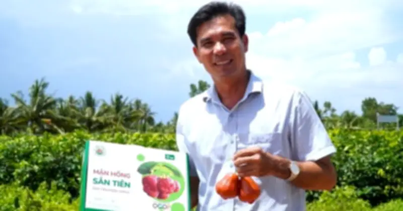 Vườn Mận Hồng Sân Tiên 50 Ha Vẫn Xanh Tươi Giữa Nước Mặn Xâm Nhập 4‰