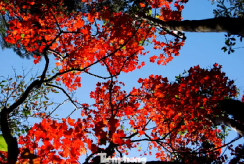 Vườn Quốc gia Bạch Mã khoác áo mới với rừng phong đỏ và đỗ quyên nở rộ mùa xuân