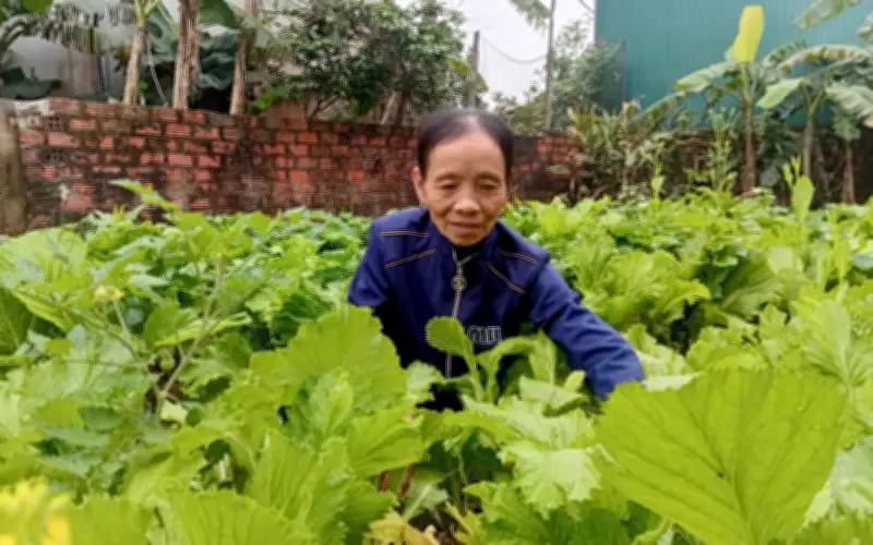 Vườn Rau Xanh Mướt Hồi Sinh Sau Lũ Dữ Ở Hà Tĩnh: Câu Chuyện Kiên Cường Của Người Dân