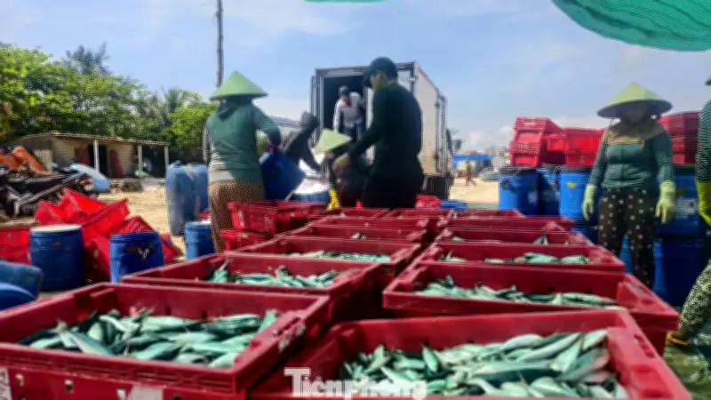 Vùng Biển Quảng Ngãi Nhộn Nhịp Với Mùa Cá Nục Đầu Năm, Ngư Dân Phấn Khởi Thu Hoạch Lớn