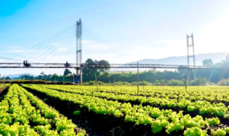 Vùng rau Đơn Dương hồi sinh sau trận lũ lịch sử cuối năm 2025