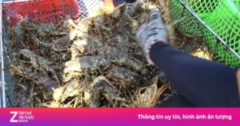 Vịnh Xuân Đài hồi sinh 'thủ phủ tôm hùm' sau trận lũ lịch sử cuối năm 2025