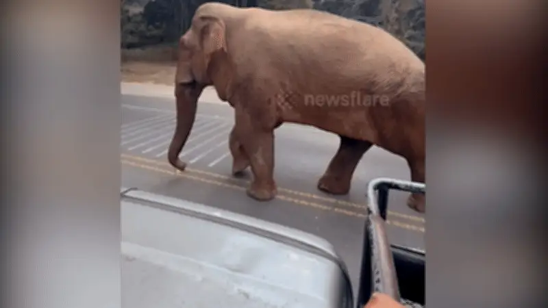 Voi Thái Lan 'phớt lờ' kiểm lâm, băng qua chốt kiểm soát gây cười