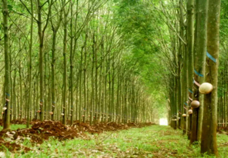 VRG báo cáo doanh thu vượt 32.000 tỉ đồng, lợi nhuận tăng mạnh trong năm 2025