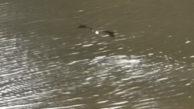 Vịt nhỏ thoát chết ngoạn mục trước đại bàng săn mồi nhờ màn lặn thần tốc