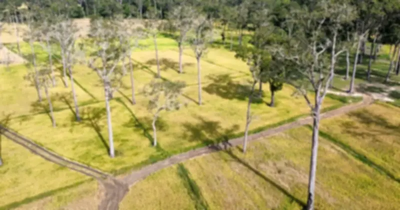 Vết Sẹo Trên Cây Dầu Cổ Thụ: Dấu Ấn Lịch Sử Và Hy Vọng Du Lịch Ở Làng Tà Lài