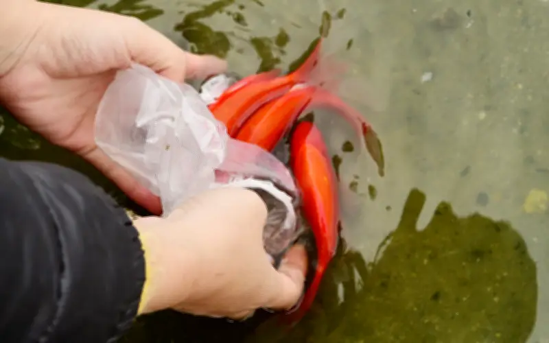 Vì Sao Cá Chép Là Phương Tiện Độc Tôn Đưa Ông Táo Về Trời?