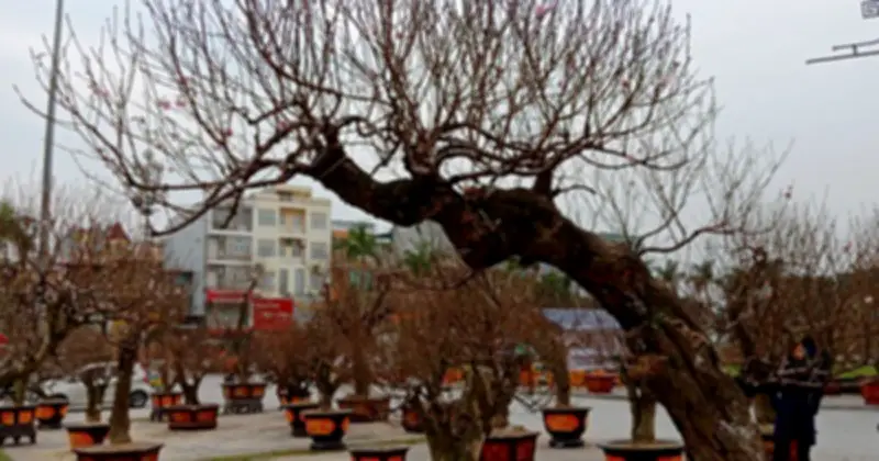 Vợ chồng suýt mất ăn Tết vì cây đào thế 10 triệu: Bài học về chi tiêu gia đình