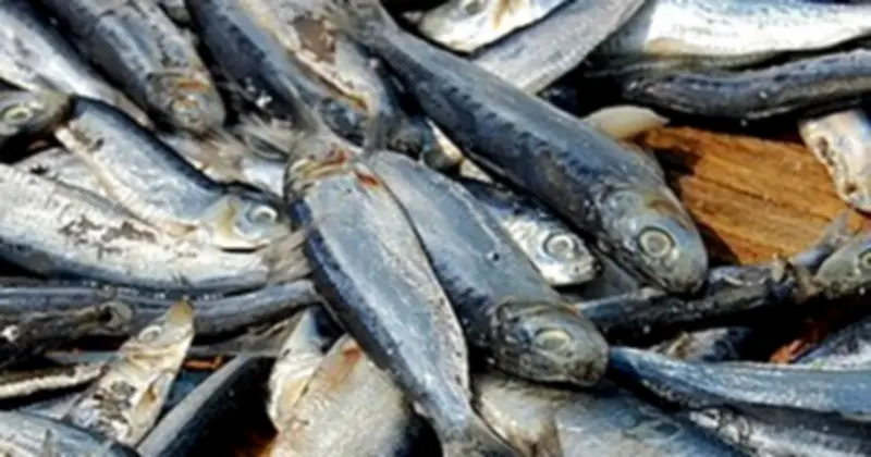 Cảnh báo: 6 loài cá chứa thủy ngân cao nhất, cần hạn chế ăn để bảo vệ sức khỏe