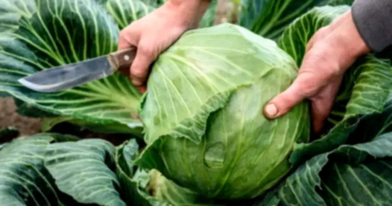 Cảnh báo: Dấu hiệu nhận biết bắp cải bị phun formaldehyde độc hại