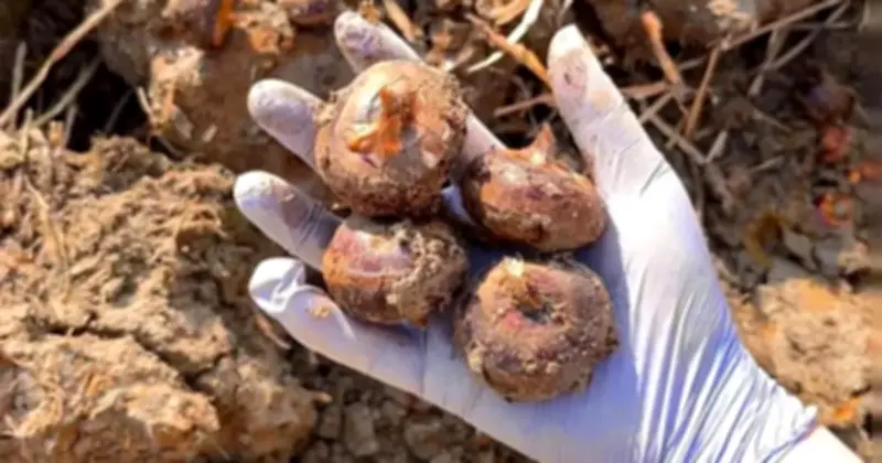 Củ Năng: Ăn Sống Giải Độc, Nấu Chín Bổ Phổi - Thực Phẩm Rẻ Tiền Mùa Xuân