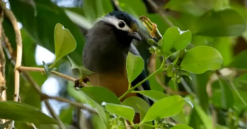 Chim White-Eared Sibia Thụ Phấn Cho Hoa Xanh Vàng Tại Đài Loan, Thách Thức Mô Hình Tiến Hóa