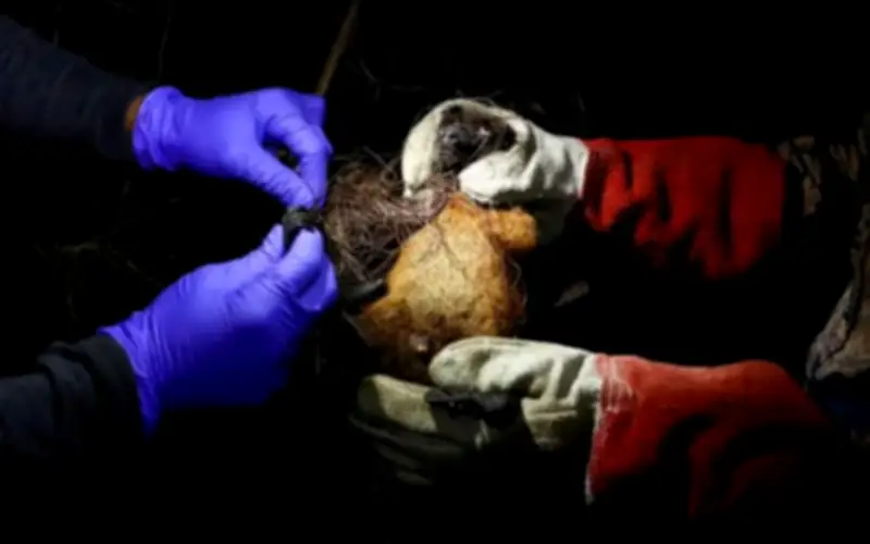 WHO Xác Nhận Ca Tử Vong Do Virus Nipah Tại Bangladesh, Nhiều Nước Châu Á Tăng Cường Kiểm Soát