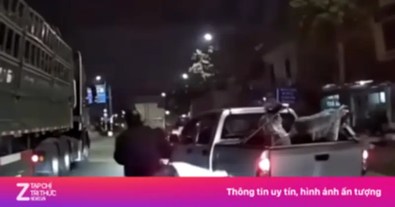 Xe Bán Tải Tạt Đầu Khiến Xe Máy Chở Trẻ Nhỏ Suýt Ngã Vào Gầm Ở Hà Nội