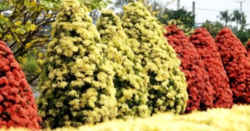 Xóm Nhỏ Đồng Tháp Rực Rỡ Với Hàng Rào Hoa Trang Đón Tết