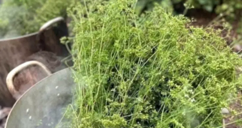 Xông Là Mùi Gia Ngày Tết: Không Phải Ai Cũng Nên Thực Hiện