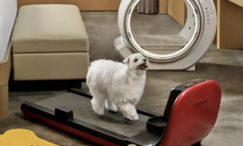 Xu Hướng Mới Tại Hàn Quốc: Đưa Chó Đi Spa, Học Nấu Ăn Dịp Tết Nguyên Đán