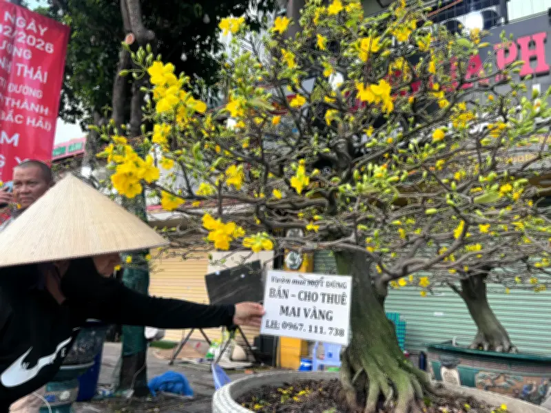 Xu hướng thuê mai, đào Tết lên ngôi tại TP.HCM: Tiết kiệm, tiện lợi