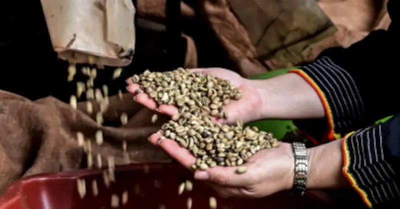 Xuất khẩu cà phê Việt khởi đầu ấn tượng, thu về gần 1,09 tỷ USD trong tháng 1/2026