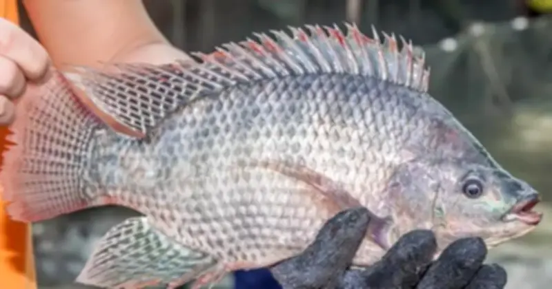 Xuất khẩu cá rô phi Việt Nam bùng nổ, đạt 99 triệu USD năm 2025