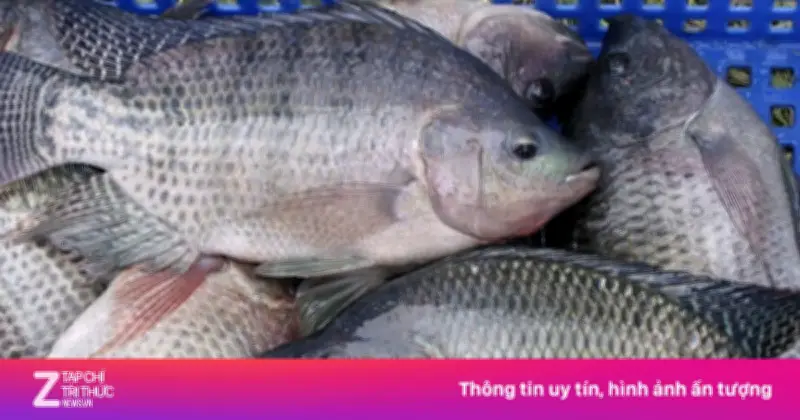 Xuất khẩu cá rô phi Việt Nam bùng nổ, thu gần 100 triệu USD trong năm 2025