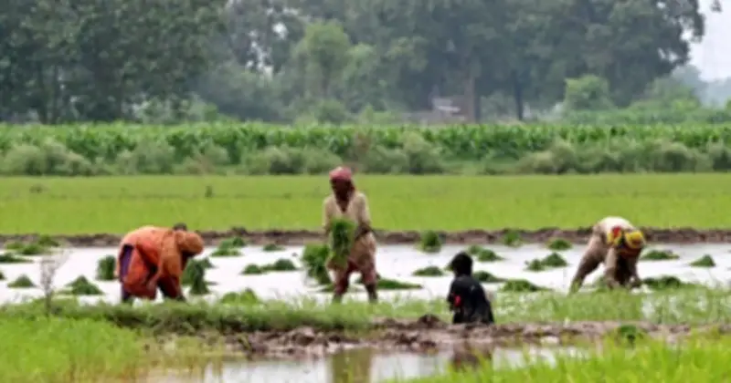 Xuất khẩu gạo Pakistan sụt giảm hơn 40% do cạnh tranh từ Ấn Độ