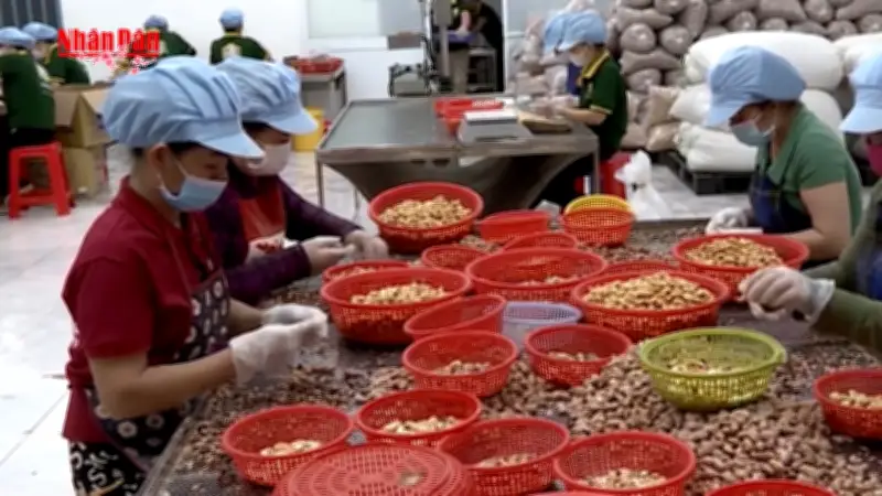 Xuất khẩu điều Việt Nam bùng nổ, đạt kỷ lục vào đầu năm 2026