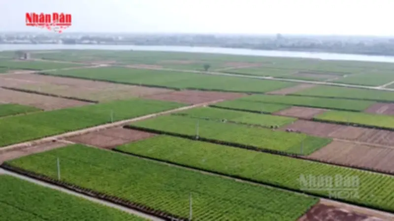 Xuất khẩu nông sản Lạc Quần khởi sắc những ngày đầu năm mới