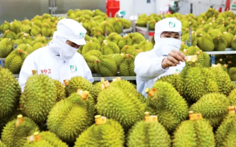 Xuất khẩu rau quả Việt lập kỷ lục 8,5 tỷ USD: Sầu riêng dẫn đầu với 4 tỷ USD