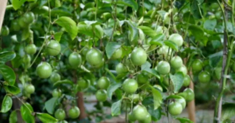 Xuất khẩu rau quả Việt sang EU tăng vọt, đạt hơn 477 triệu USD năm 2025