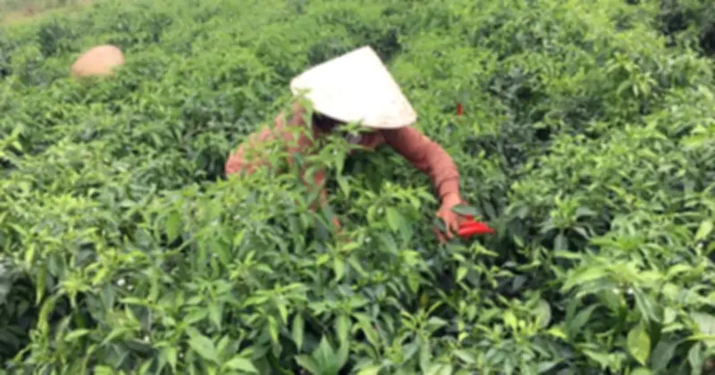 Xuất khẩu ớt Việt tăng mạnh đầu năm 2026, Lào và Campuchia là thị trường chính